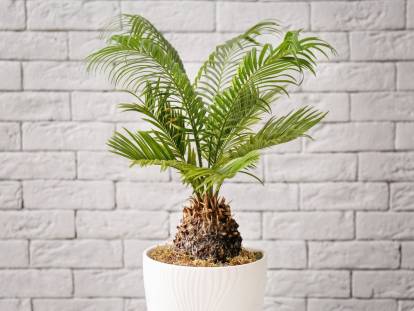 Un cycas dans un pot en appartement