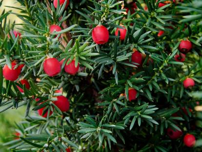 Des branches d'if avec des fruits