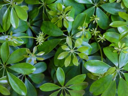 Vue proche d'un schefflera