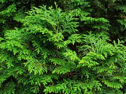 Des branches de thuya