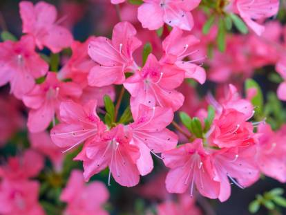 Une azalée tout en fleurs