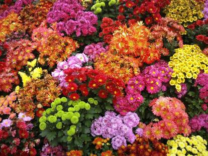 Des chrysanthèmes de toutes les couleurs