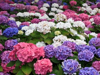 Des hortensias de différentes couleurs dans un jardin
