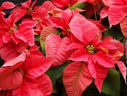 Du poinsettia rouge brillant