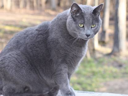 Un gros chat gris assis avec un regard provocateur