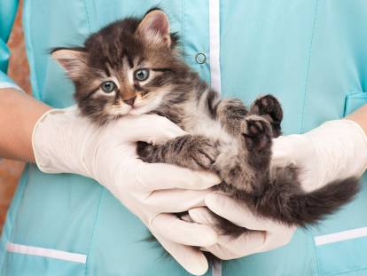 Une vétérinaire tenant un chaton tigré aux yeux bleus dans ses mains