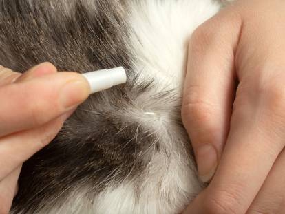 Une femme applique une pipette anti-puce sur son chat