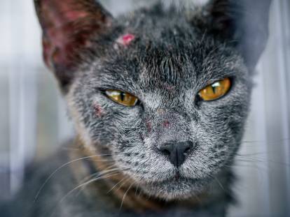 Tête d'un chat gris atteint de la gale sarcoptique