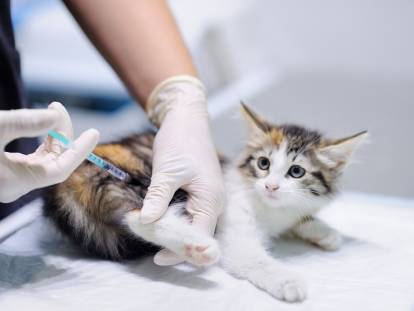 Un chat tricolore en train de se faire vacciner