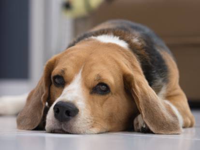 Un Beagle malade est couché sur le parquet
