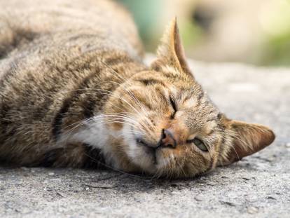 Chat couché sur un muret