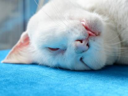 Chat inanimé suite à un arrêt cardiaque