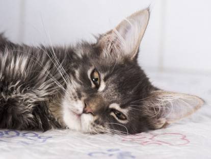 Chat couché en état de choc