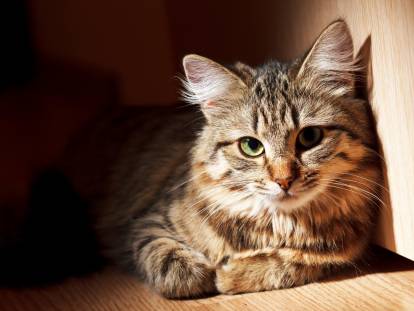 La piroplasmose chez le chat : symptômes, traitement, prévention