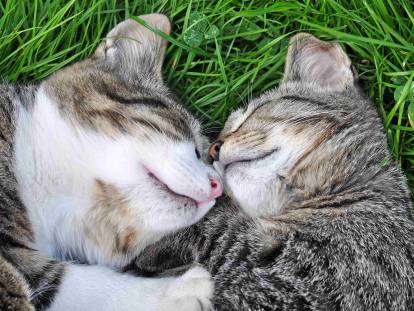 Deux chats heureux et en bonne santé dorment dans l'herbe