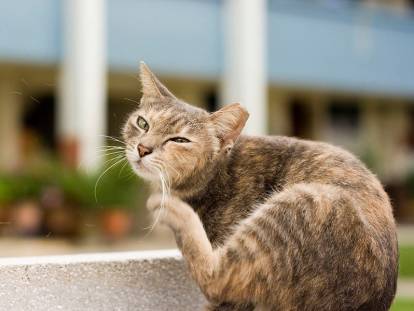 La pyodermite chez le chat : causes, symptômes, traitement...
