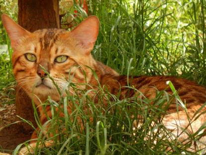 Chat roux couché dans les herbes