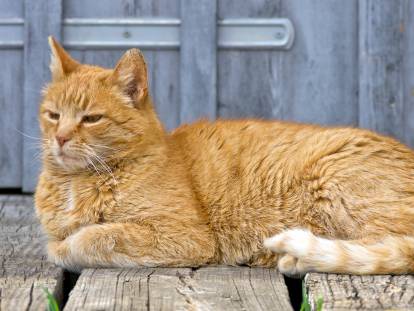 Un vieux chat roux allongé sur un sol en bois