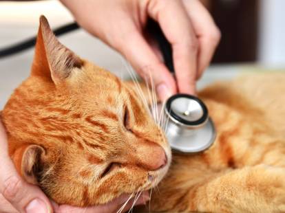 Un chat ausculté par un vétérinaire