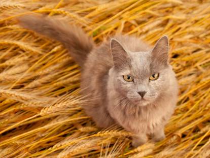 Un chat sur un lit d'épillets