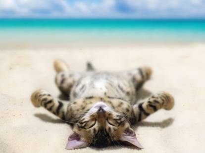 Un chat tigré couché sur son dos à la plage