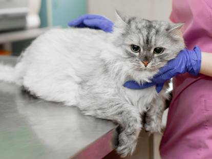 Un chat gris à poil long couché sur une table d'opération