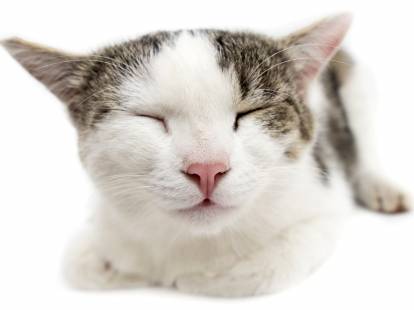 Gros plan sur un chat couché aux yeux fermés