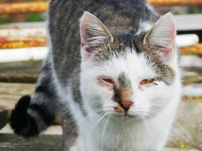Un chat bicolore souffrant d'une conjonctivite