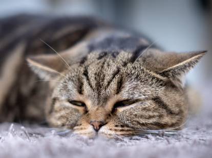 Chat tigré qui dort sur un tapis