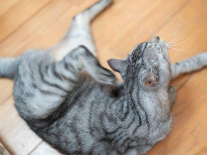 Un chat gris se gratte l'oreille sur le plancher