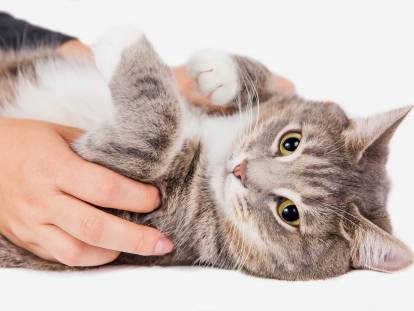 L'ostéopathie pour les chats