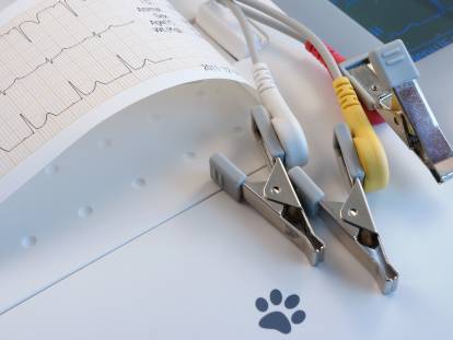 L'électrocardiogramme d'un chat avec des pinces crocodiles