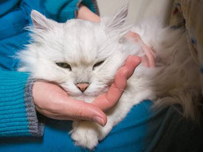 Un chat blanc à poil long posant sa tête sur la main de sa maitresse