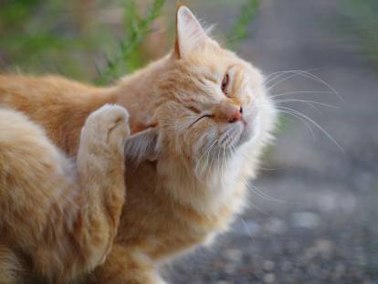 Un chat roux se gratte l'oreille