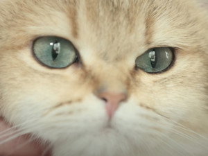 Diarrhee Du Chat Causes Et Traitement Des Diarrhees