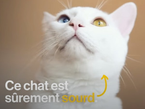 Chat Sourd La Surdite Du Chat