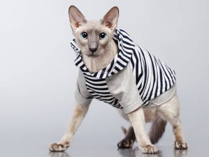 Un chat à poil court avec un vêtement sur lui