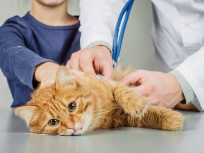Un vétérinaire vérifie la respiration du chat