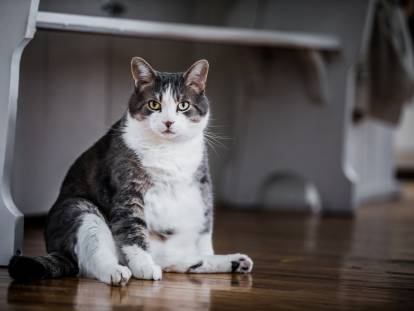 Un chat obèse assis par terre