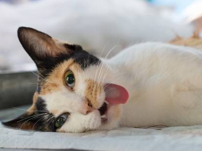 Vue proche d'un chat empoisonné et qui tire la langue