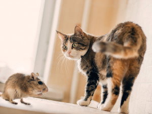 Un chat regarde une souris dans une maison