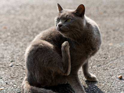 Un chat gris se gratte dans la rue