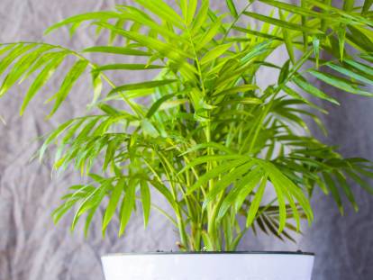 Un palmier areca dans un pot en appartement