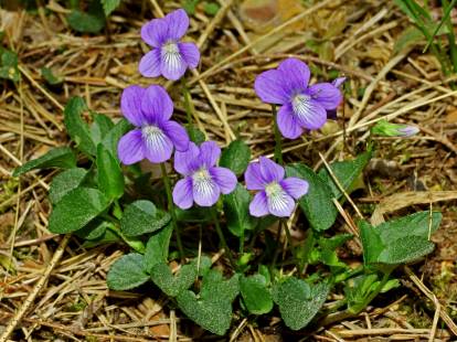 Vue proche de plants de violette