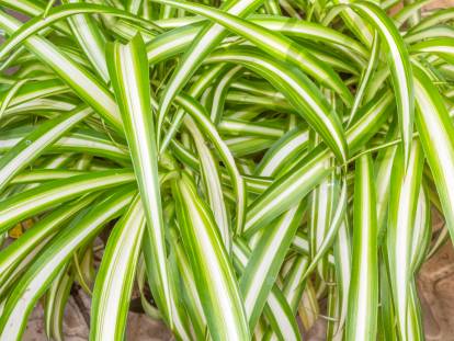 Des plantes araignées en pleine terre