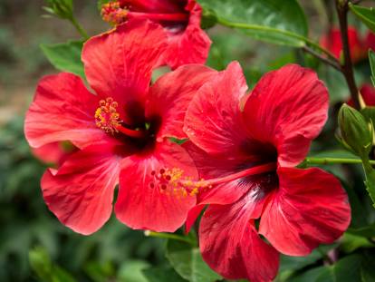 Vue proche de deux fleurs d'hibiscus rouge