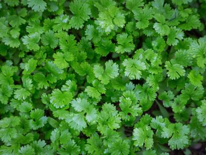 Des plants de coriandre vus de dessus