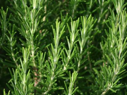 Des branches de romarin en gros plan