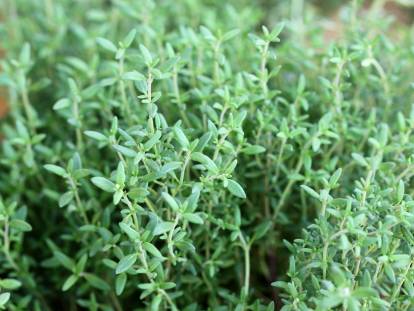 Des plants de thym