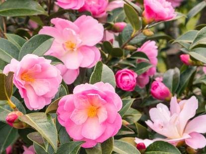 Un camélia avec de belles fleurs roses